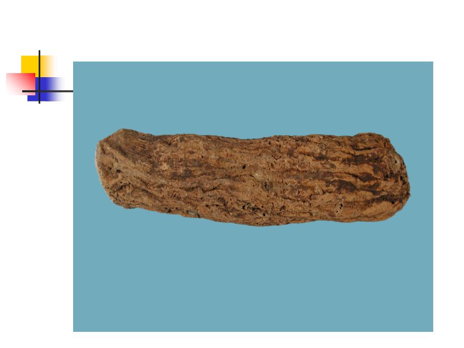 中药鉴定学课件 全套 第5章③ 根和根茎类-5 木香、白术、石菖蒲_第2页