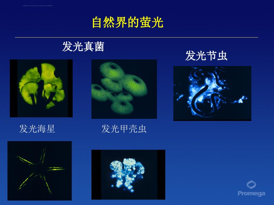 Promega__双萤光素酶报告基因课件_第2页