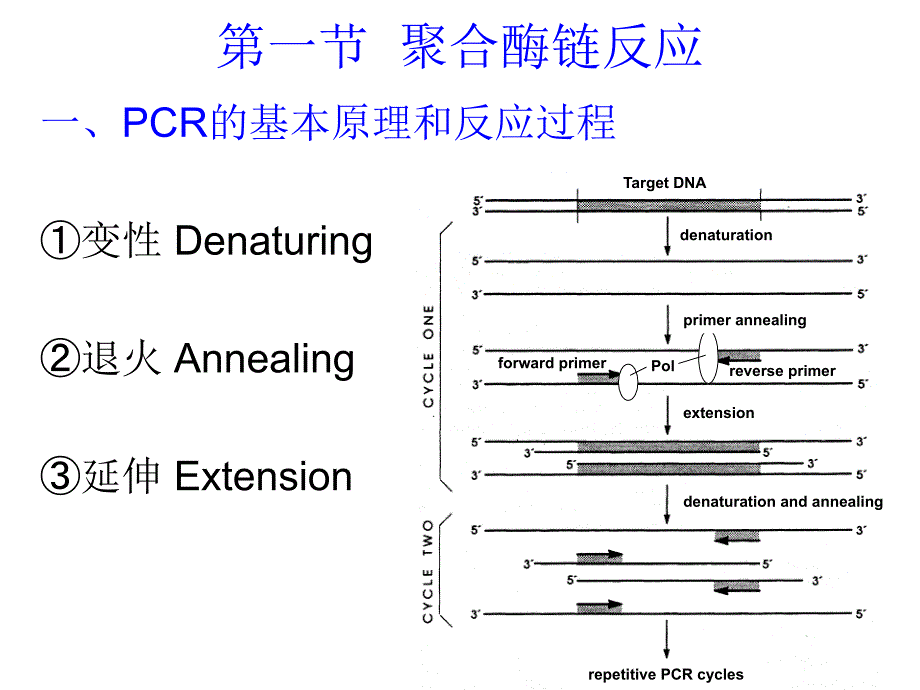 【分子诊断学】_第五章 核酸扩增技术_第3页