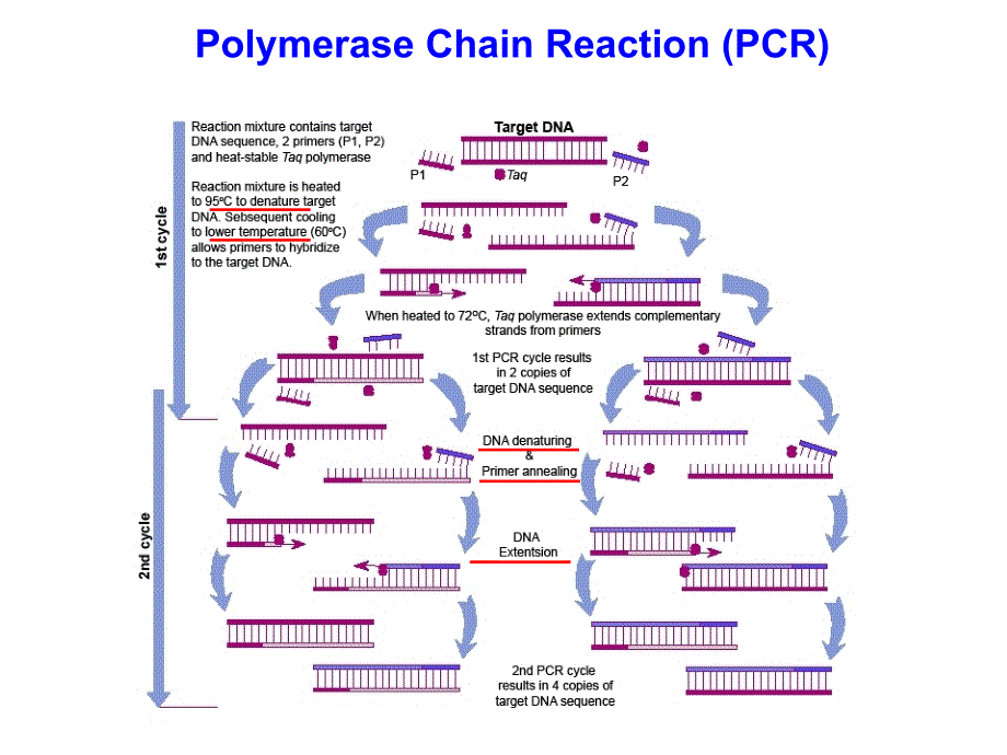 【分子诊断学】_第五章 核酸扩增技术_第4页