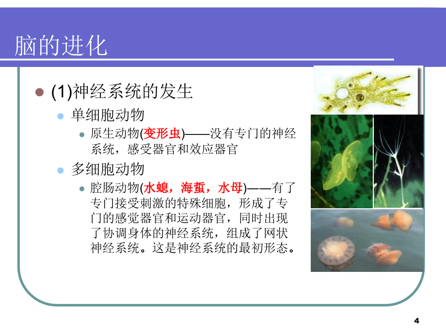 第二章安全心理学-心理的神经生理机制幻灯片_第4页