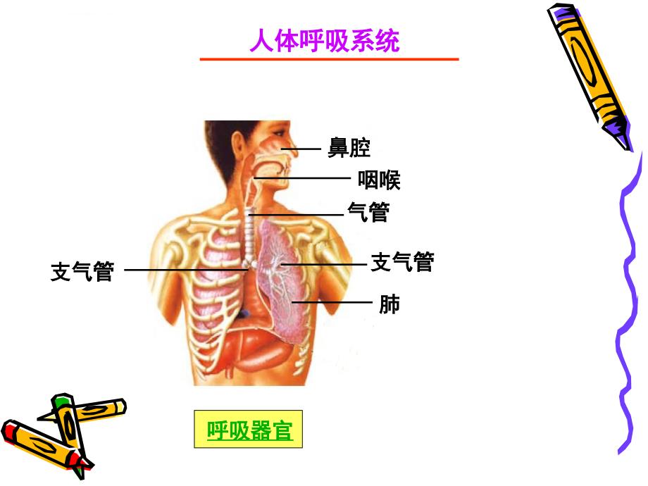 四年级科学上册《运动起来会怎样(一)》PPT课件(教科版)_第3页