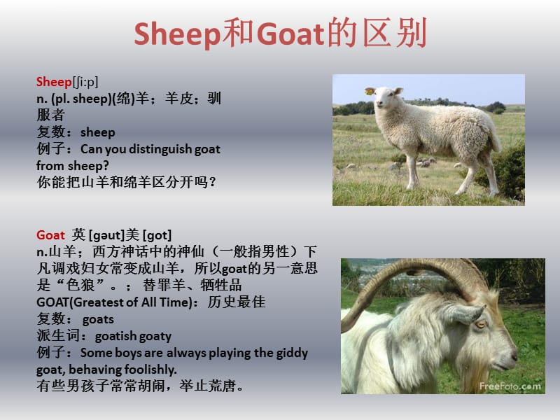 单词比较goat和sheep课件_第2页