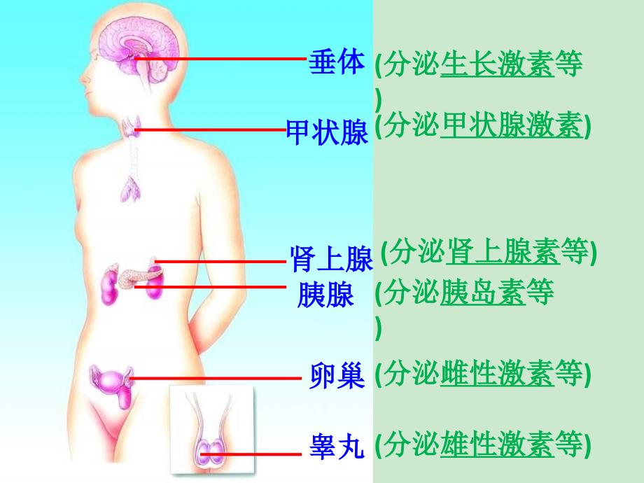 浙教版 八年级上 32人体的激素调节课件_第4页