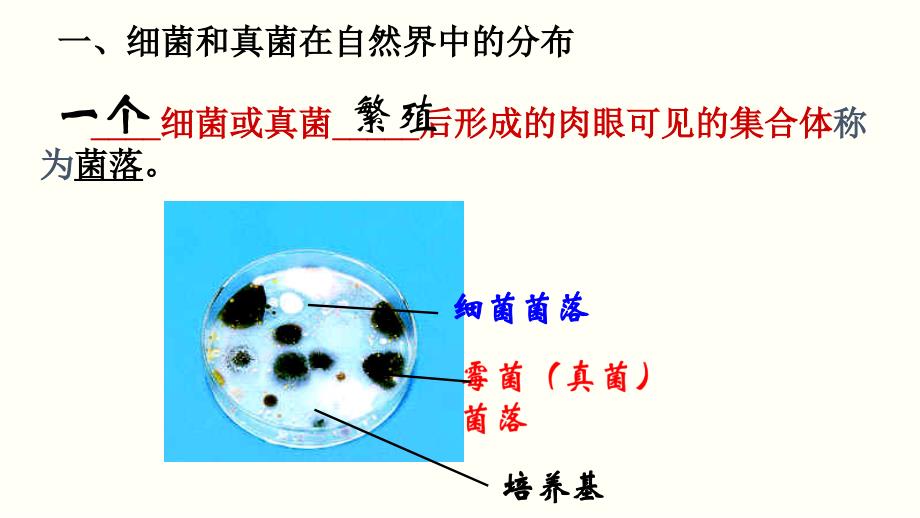 2020-2021年八年级生物上册单元复习一遍过：第三单元 细菌、真菌和病毒 【课件】（人教版）_第4页