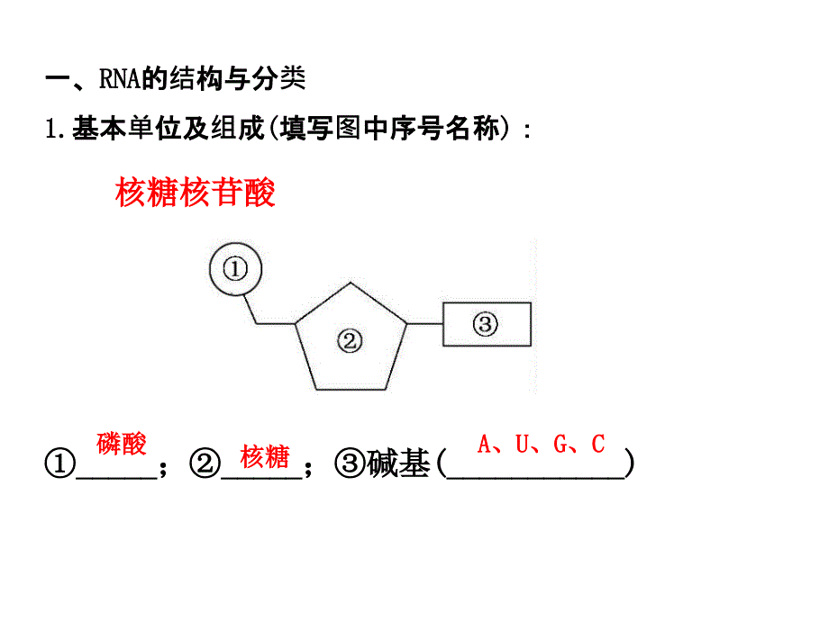 基因的表达全面的一轮复习课件_第2页