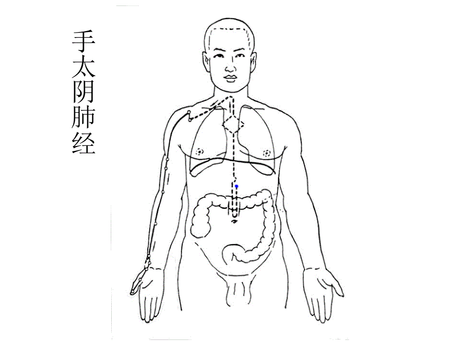 十四 经络图课件_第3页