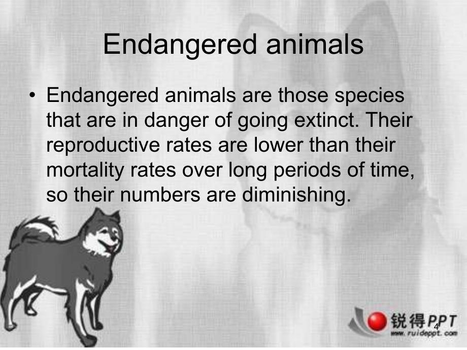 Endangered-AnimalsPPT_第4页