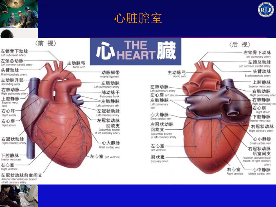 循环系统正常表现ppt课件_第4页