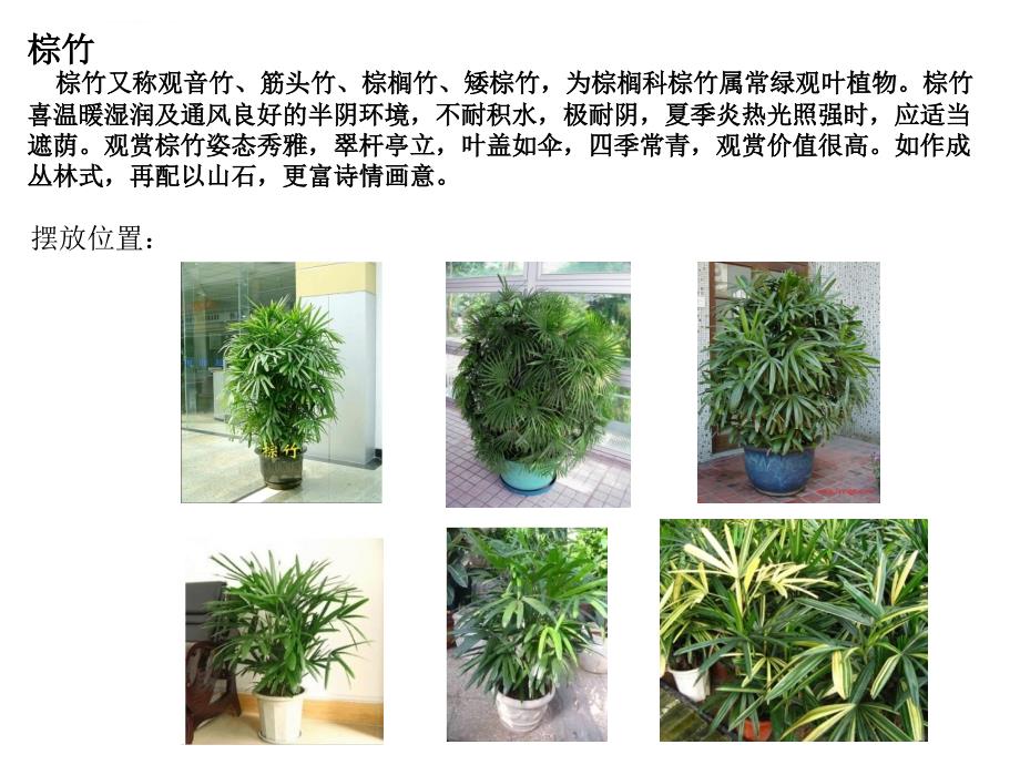 室内绿色植物陈设课件_第4页