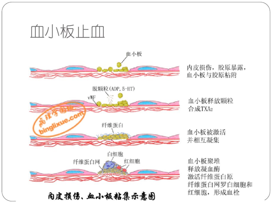 生理止血机制与凝血详解_第2页