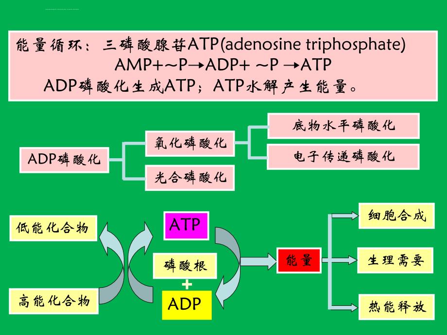 生活污水处理-二级处理：微生物知识课件_第4页