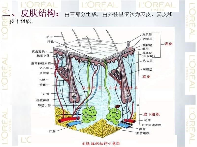 男士皮肤特点及护理课件_第5页