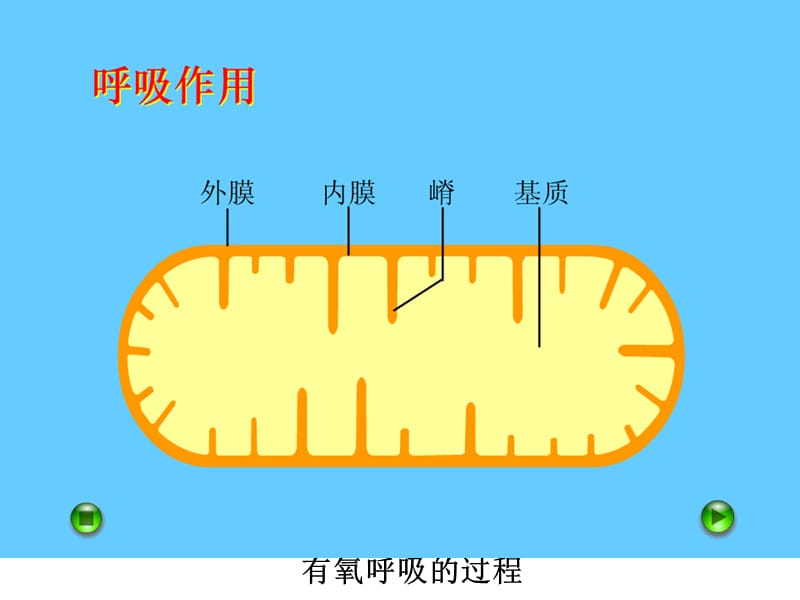 有氧呼吸过程演示集锦课件_第1页