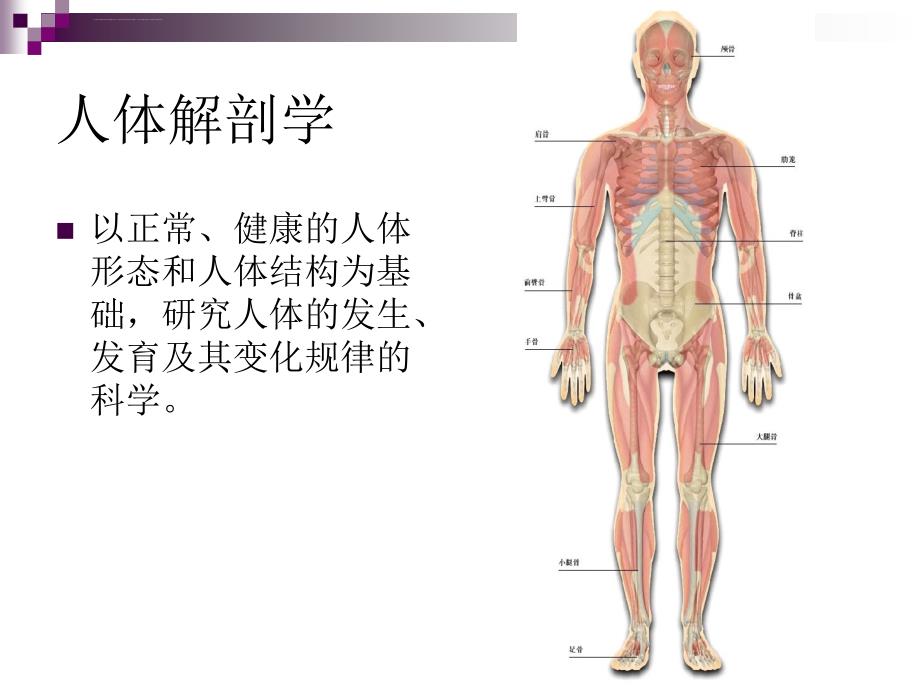 舞蹈解剖学课件_第3页