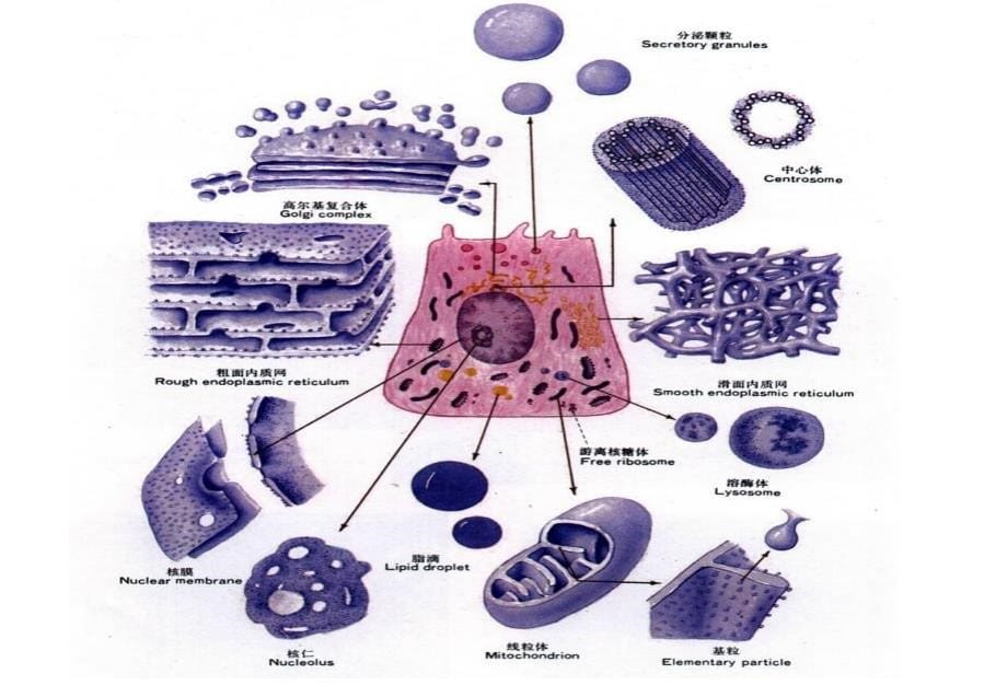 细胞超微结构及基本病变-七年制课件_第5页