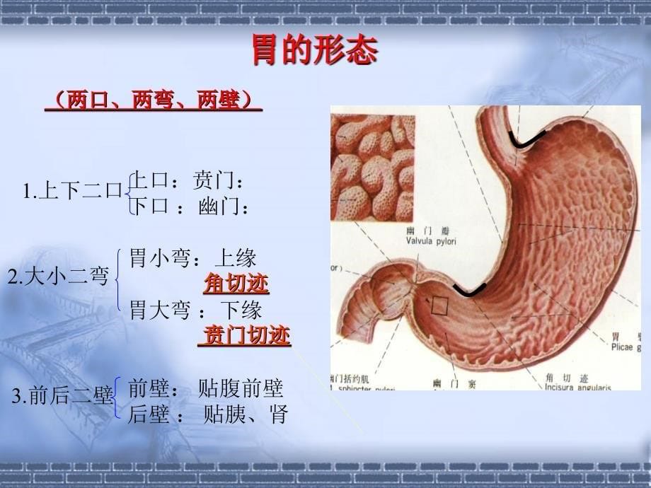 一例胃癌根治术的护理查房ppt课件_第5页