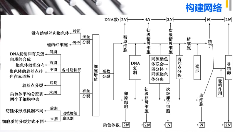 2015届高考生物(全国通用)二轮专题突破课件专题三细胞的生命历程第1讲_第3页