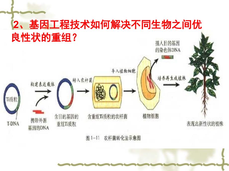 2015-2016学年高中生物课件13基因工程的应用(浙科版选修三)_第3页