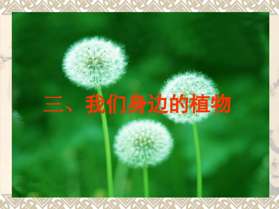 三认识上海地区的常见植物ppt课件_第1页