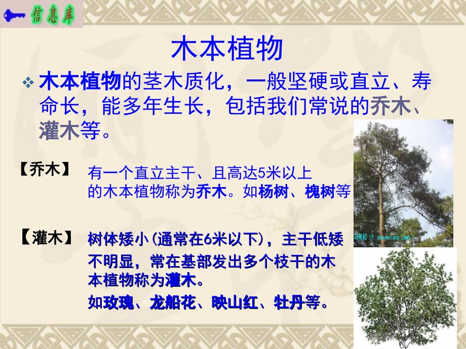 三认识上海地区的常见植物ppt课件_第3页