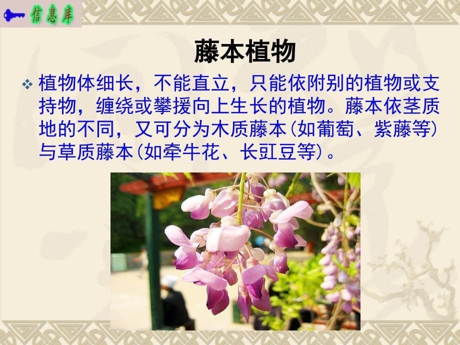 三认识上海地区的常见植物ppt课件_第5页