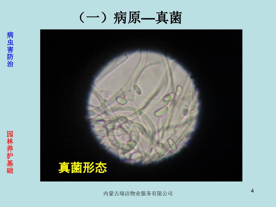 园林养护基础--病虫害ppt课件_第4页