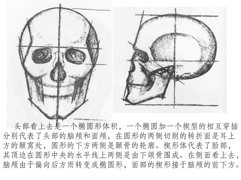 艺用解剖头部_第4页