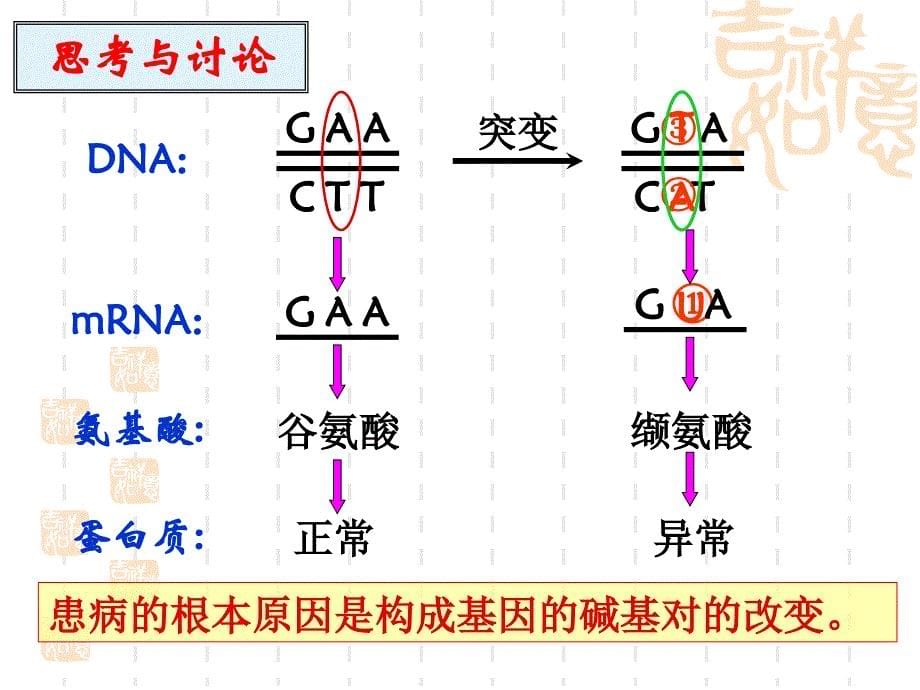 基因突变(优秀课)ppt课件_第5页