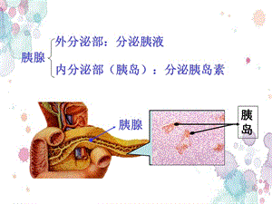 七年级生物下册第三单元第五章第一节人体的激素调节胰腺课件（新版）济南版 修订