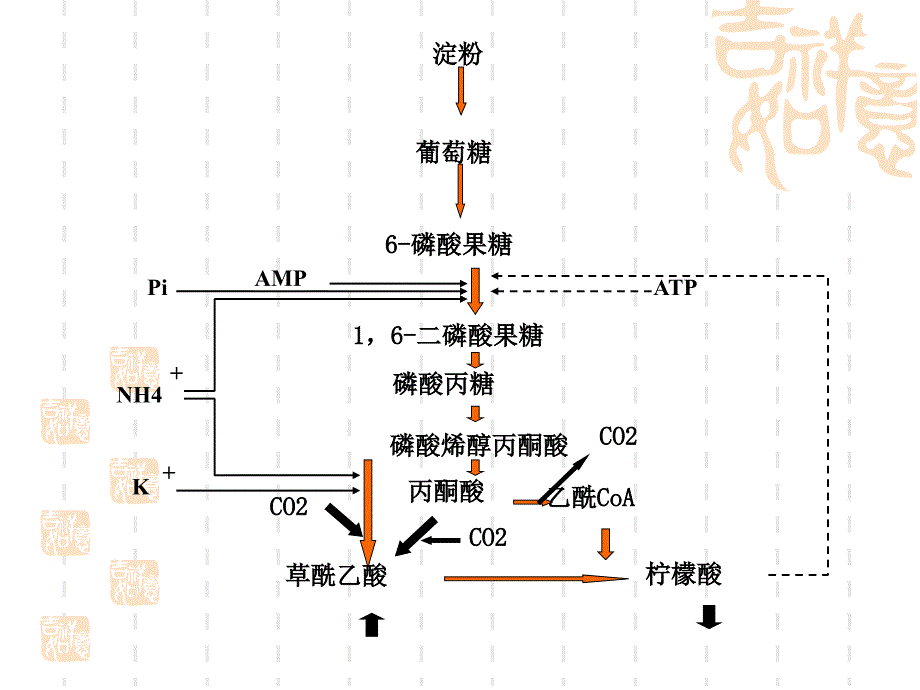 柠檬酸发酵工艺ppt课件_第3页