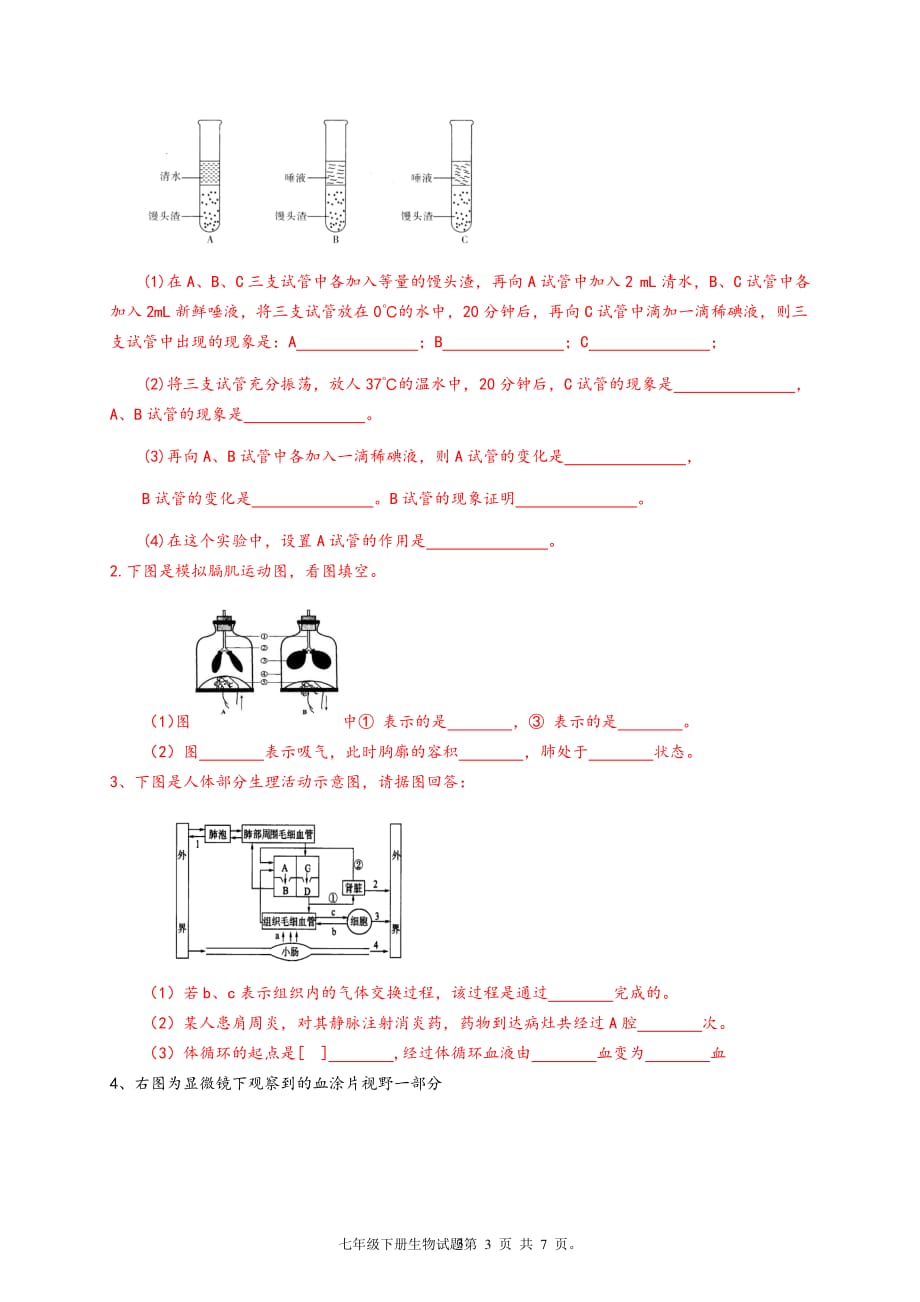 人教版七年级下册生物期末测试题附答案（2020年10月整理）.pdf_第3页