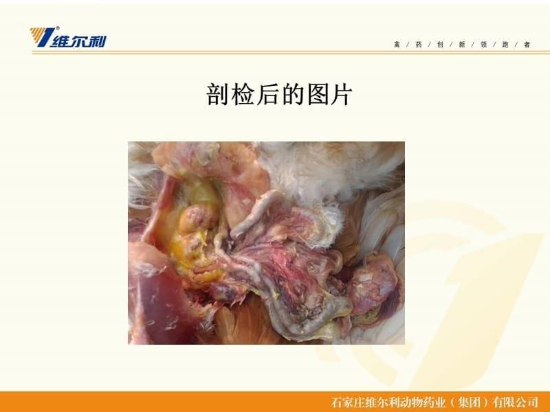 温和型流感与大肠杆菌霉菌混感治疗方案ppt课件_第5页