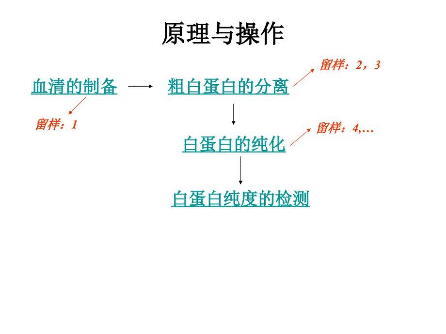 血清白蛋白的分离2012ppt课件_第3页