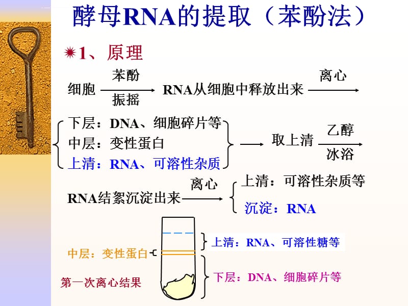浙江大学生物化学实验甲酵母RNA的提取(苯酚法)ppt课件_第1页