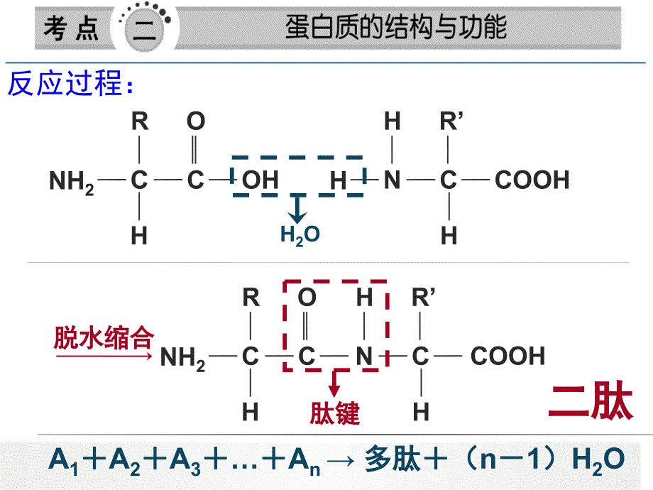 有关蛋白质的计算ppt课件_第1页