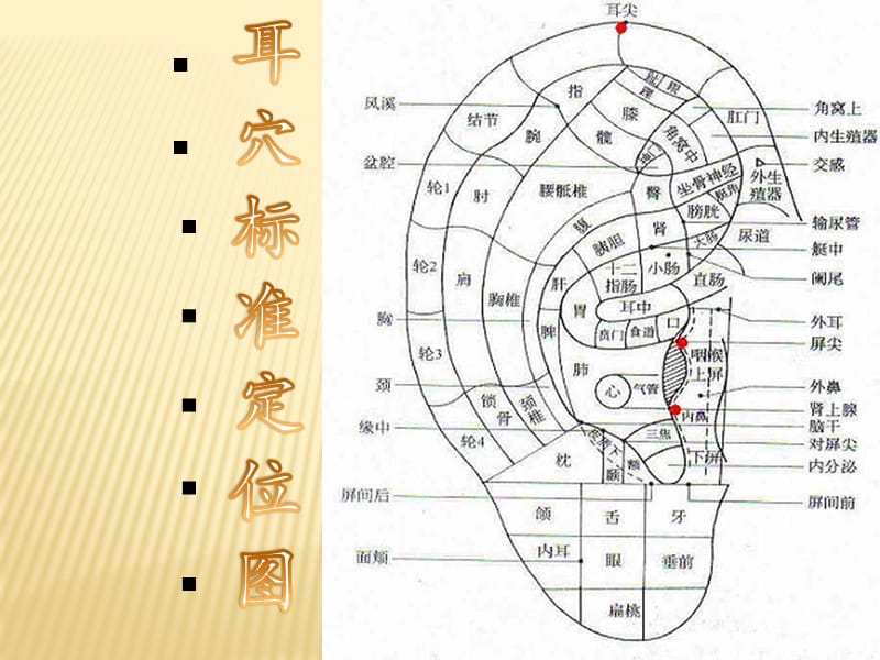 耳穴基本知识ppt课件_第3页