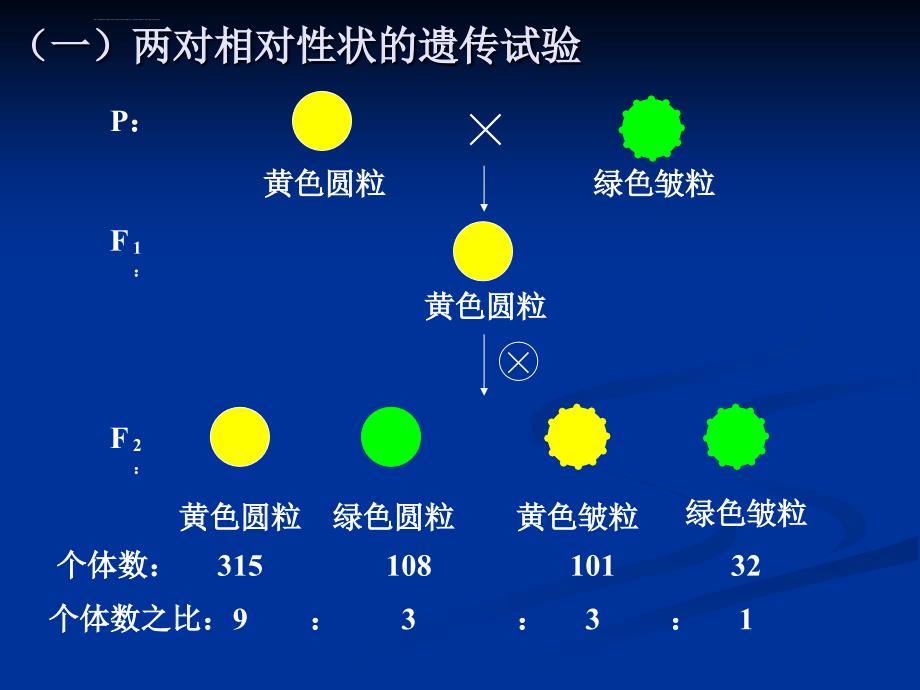 自由组合规律(高中生物)ppt课件_第3页