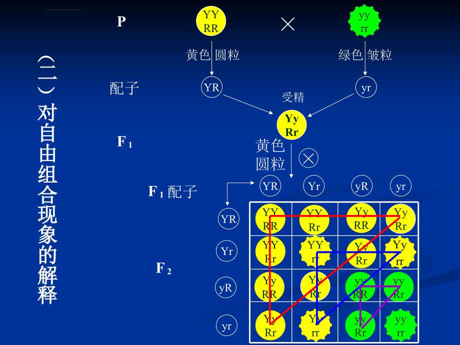 自由组合规律(高中生物)ppt课件_第4页