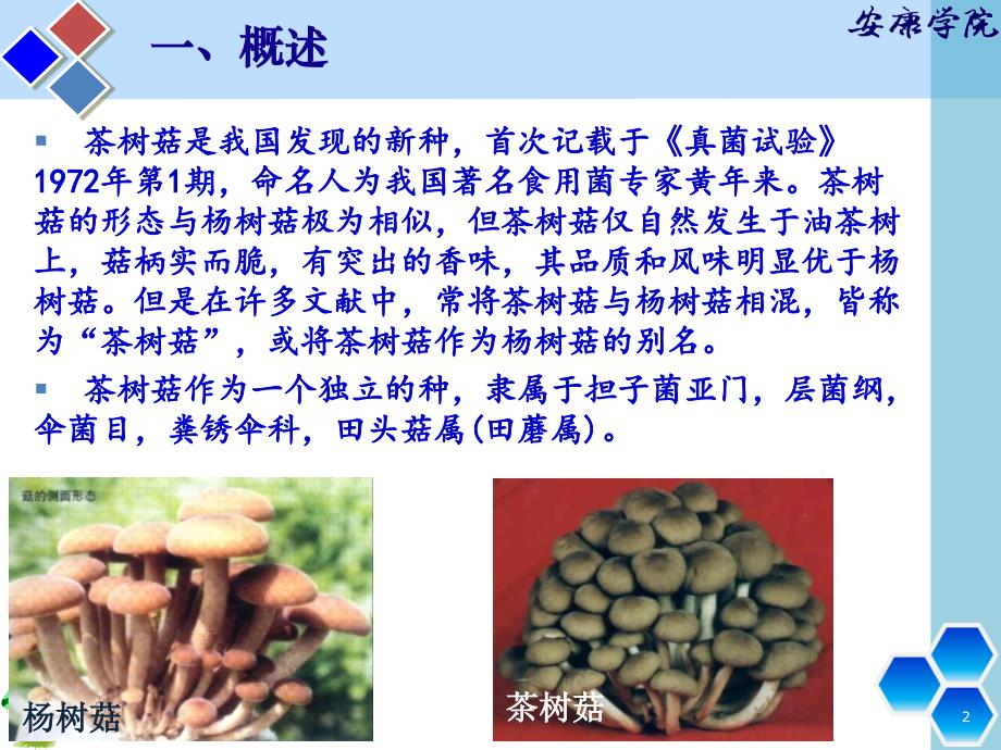 《茶树菇栽培技术》PPT幻灯片_第2页