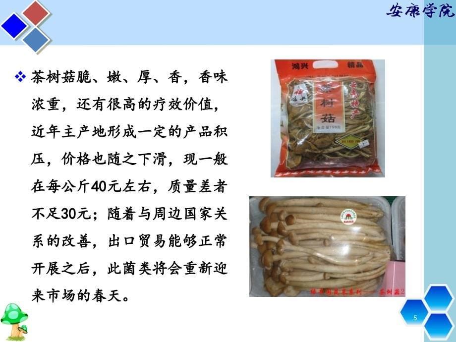 《茶树菇栽培技术》PPT幻灯片_第5页
