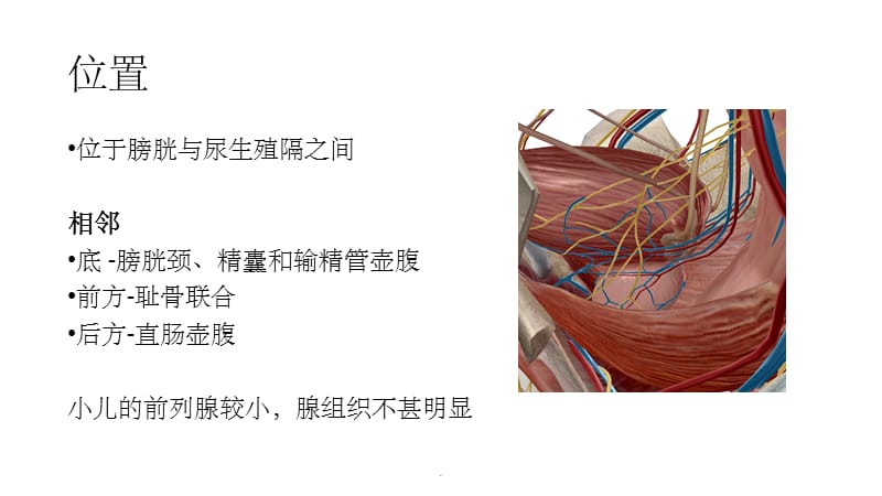 前列腺-解剖基础_第3页