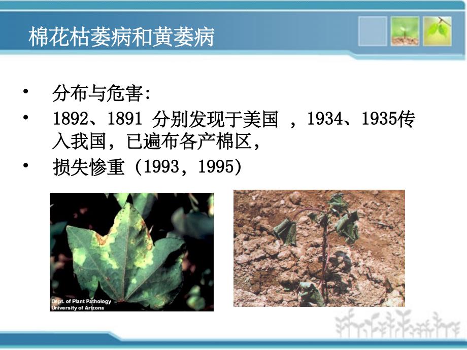 棉花、西瓜病虫害防治及套种技术_第3页