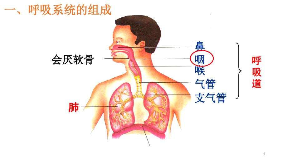 呼吸道对空气的处理演示课件_第4页