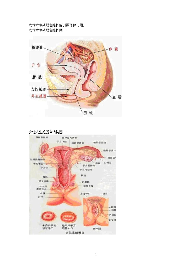 女性内生殖器官结构解剖图详解（2020年10月整理）.pptx_第1页