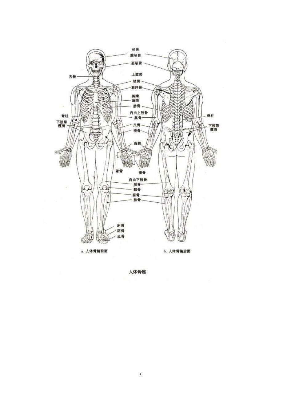 人体主要关节（2020年10月整理）.pptx_第5页