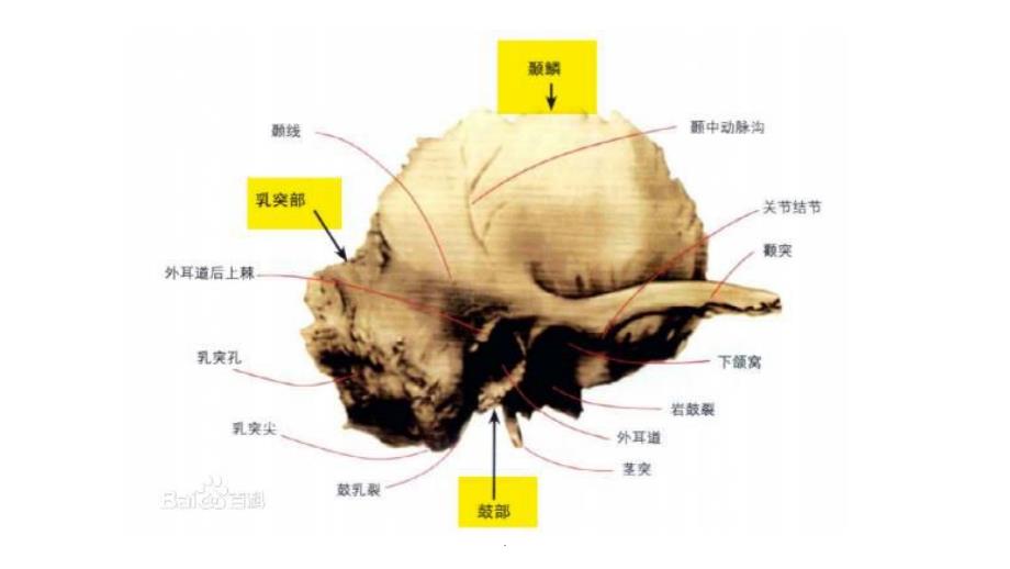 面神经体表投影_第2页