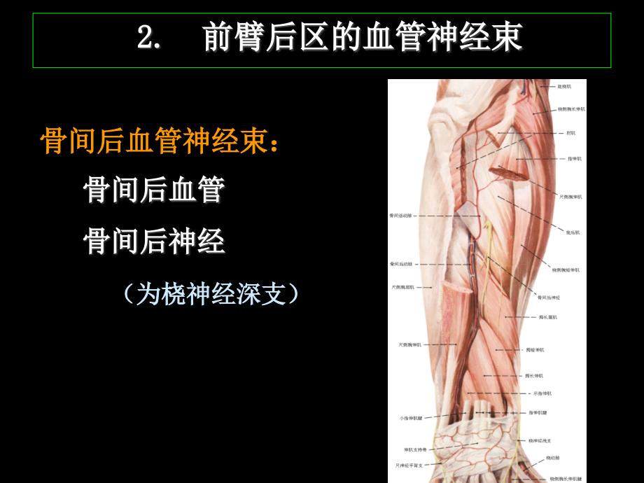 (局部解剖学)第七章、上肢(二)ppt课件_第1页