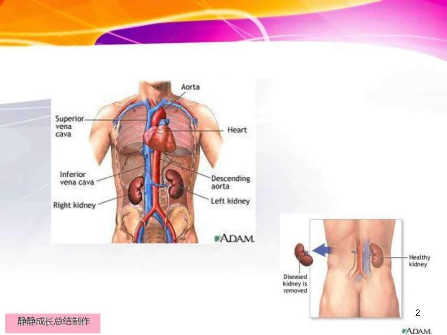 《兽医学习肾》PPT幻灯片_第2页
