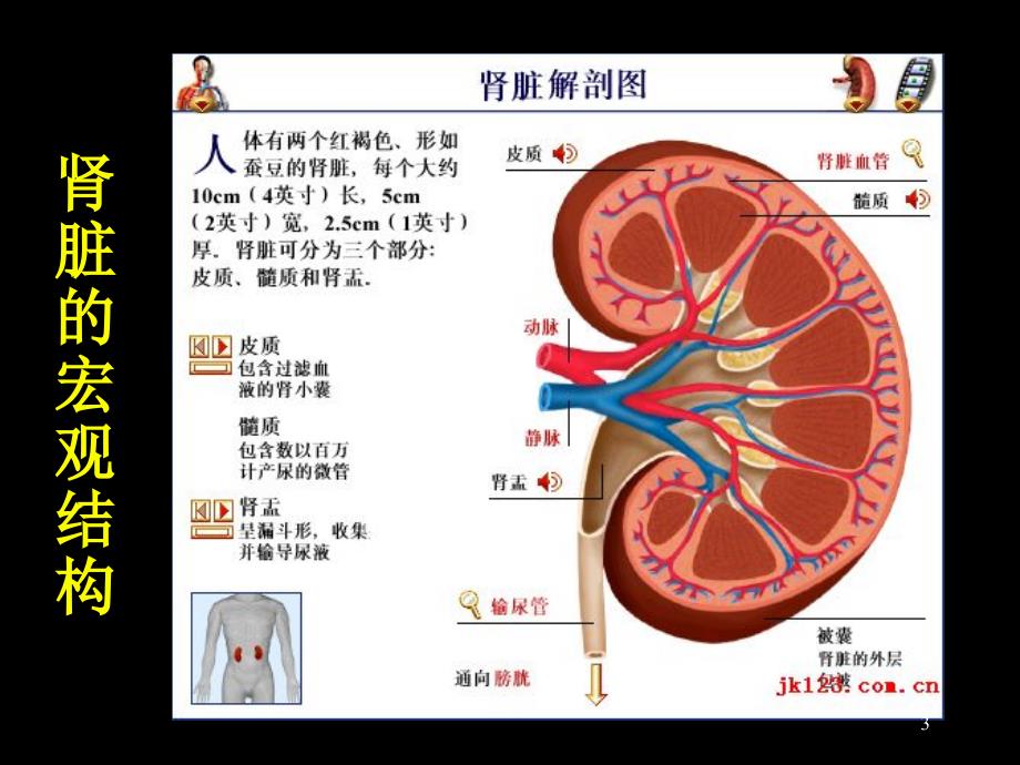 糖尿病肾病的诊断与治疗精选_第3页